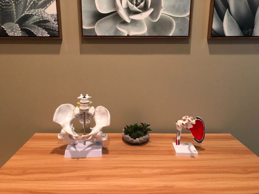 Anatomical Education Models Image of two educational anatomical models of the pelvis and shoulder girdle on the breakroom table with succulent decor on walls.